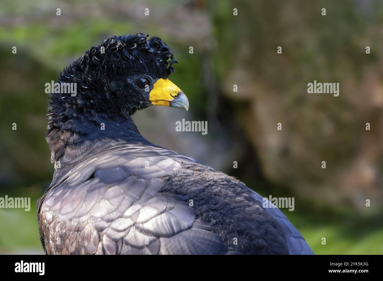 Portrait du curassow noir (Crax alector) Banque D'Images