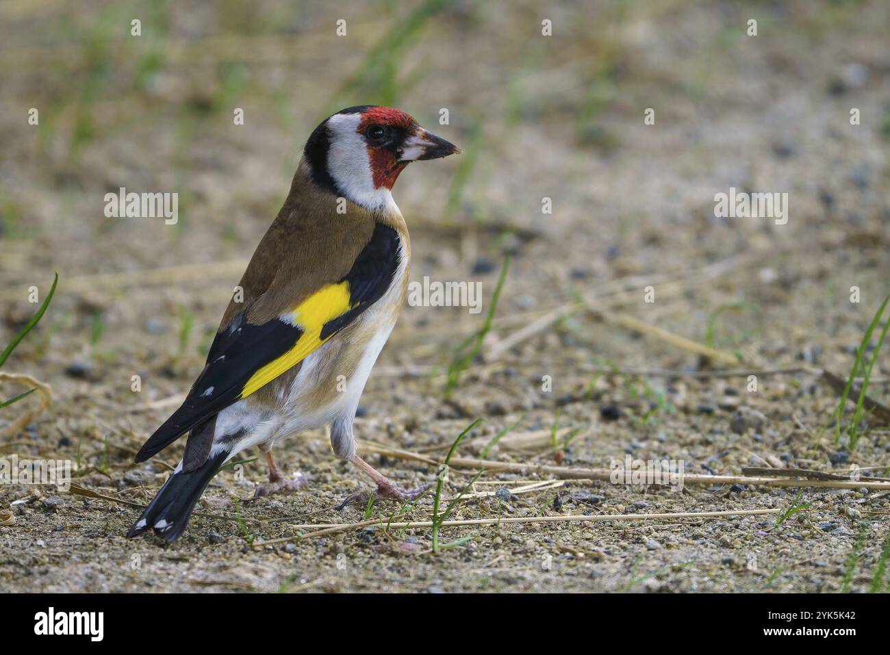 Chardonneret élégant, Carduelis carduelis Banque D'Images