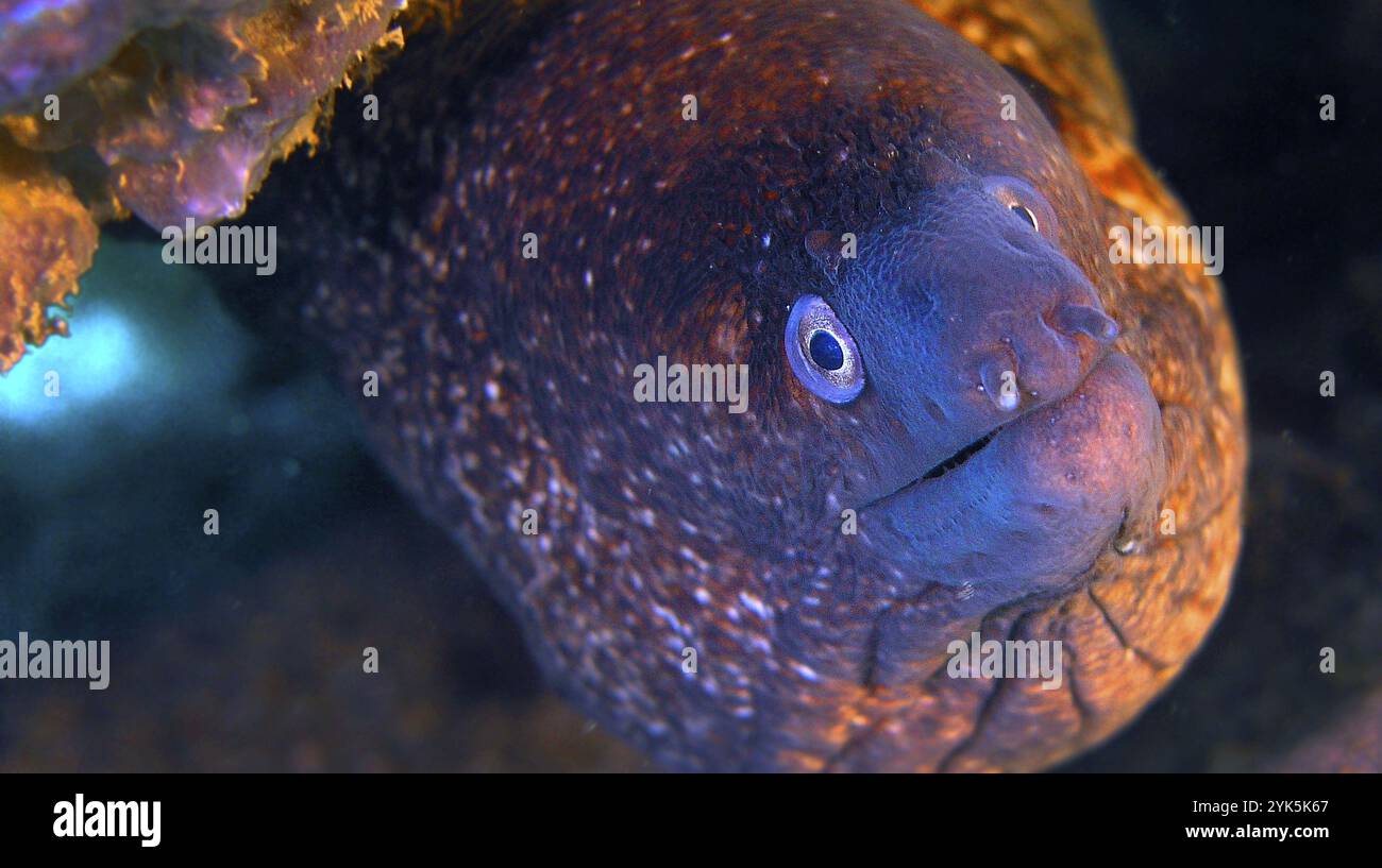Moray Eel, Muraena helena, Parc régional de Cabo Cope-Puntas del Calnegre, Mer méditerranée, Murcie, Espagne, Europe Banque D'Images
