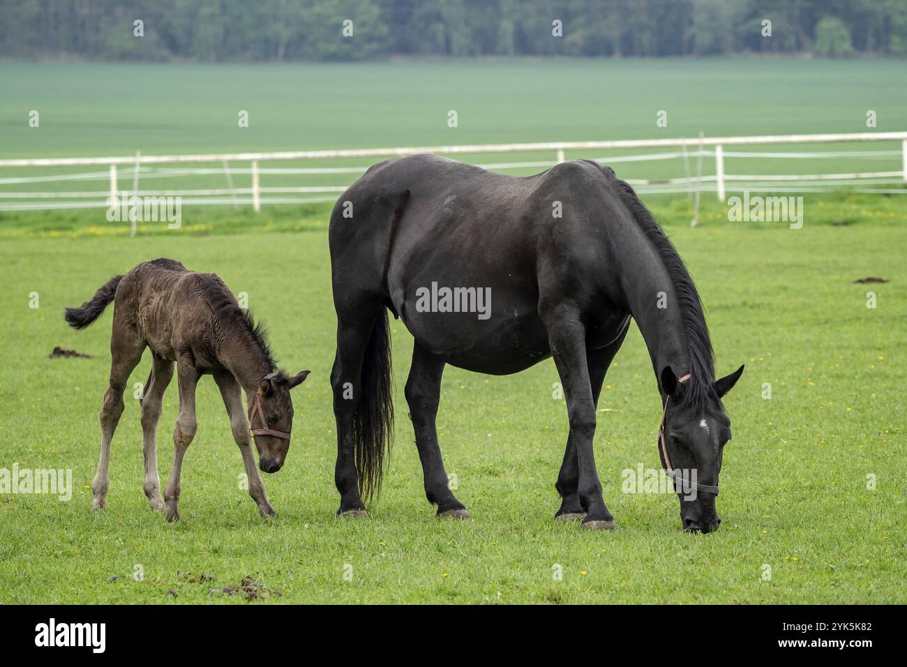 Kladrubian Black Horse, mare avec poulain Banque D'Images