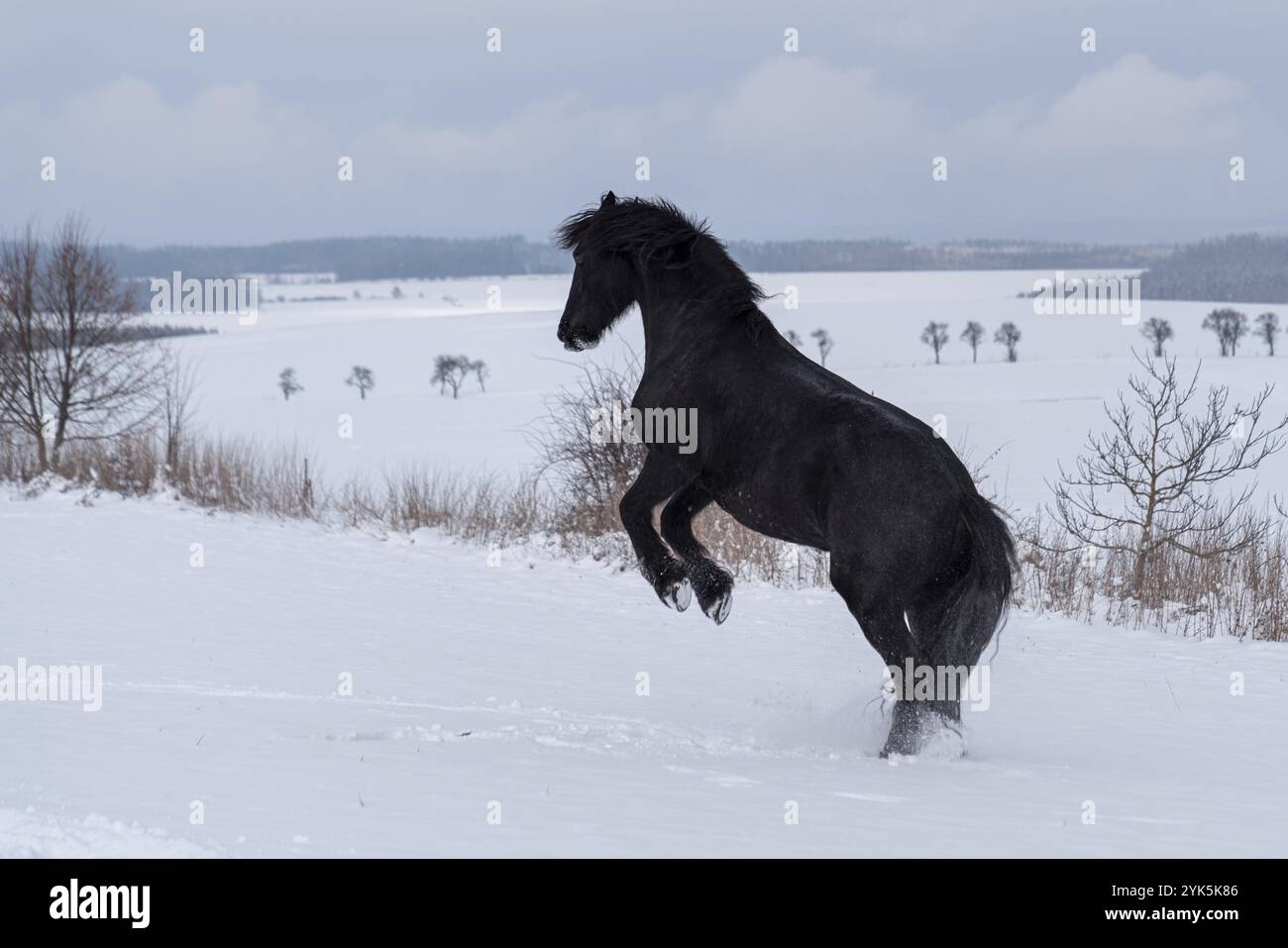 Étalon frisien courant dans le champ d'hiver. Le cheval noir frison galop en hiver Banque D'Images