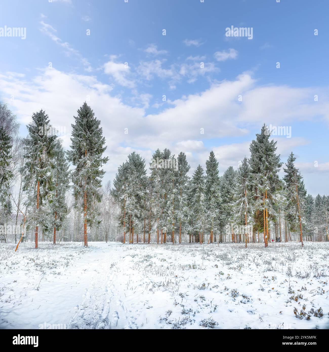 Paysage étonnant avec des arbres de Noël enneigés dans le parc de la ville. Beauté de la saison hivernale. Banque D'Images