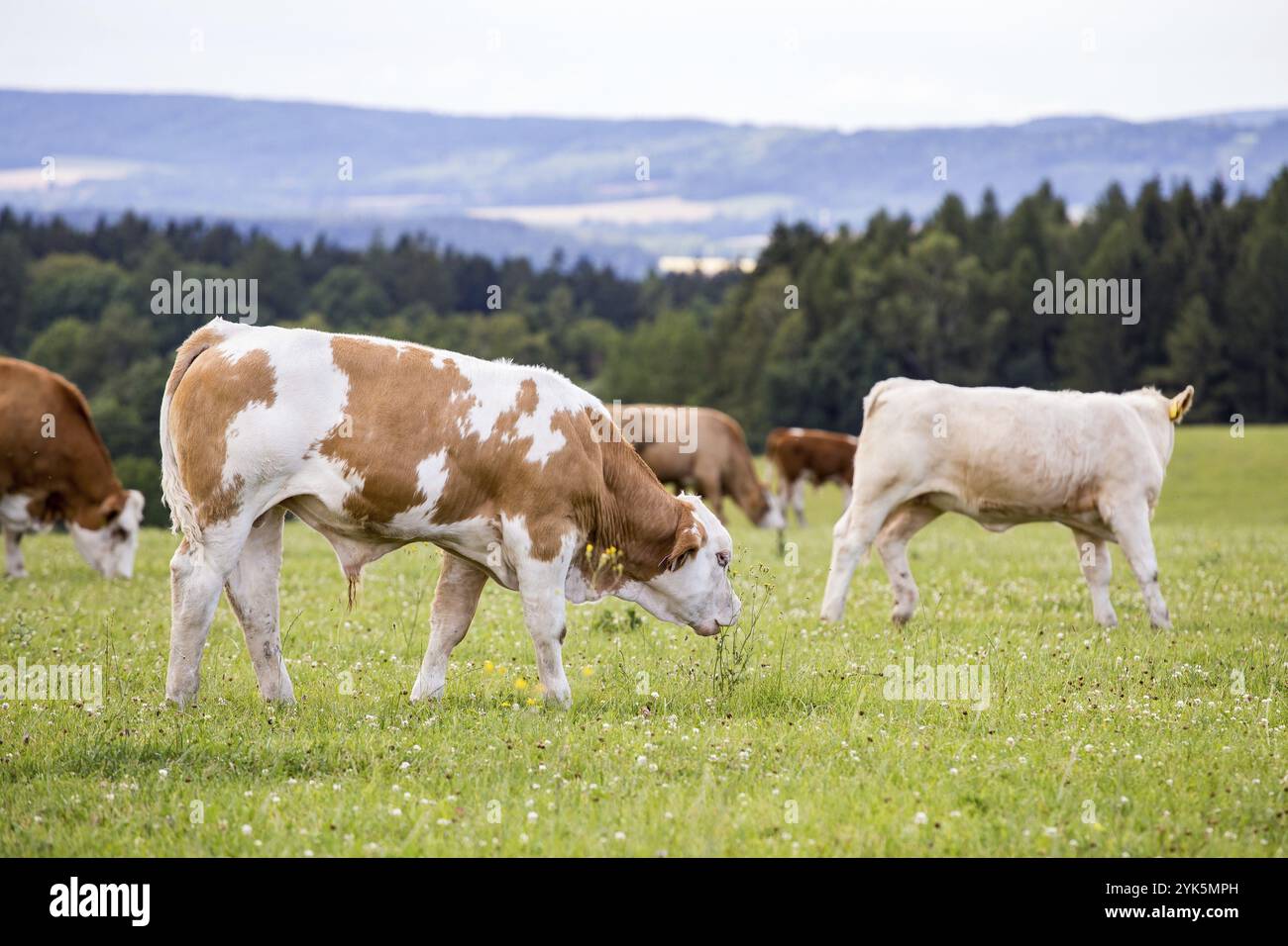 Les vaches Holstein rouges broutent dans un pré Banque D'Images