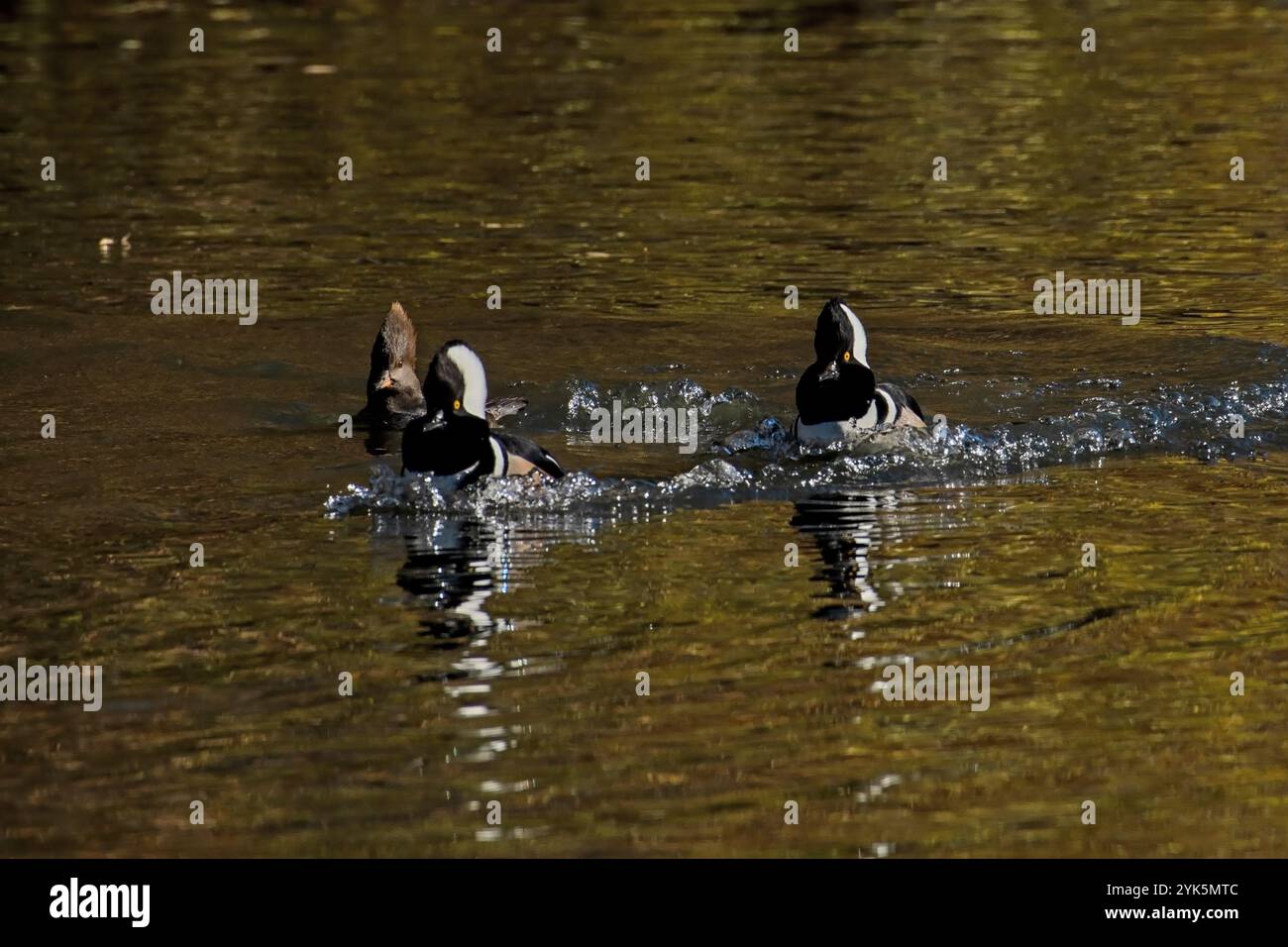 Hooded Merganser à Boise, Idaho Banque D'Images