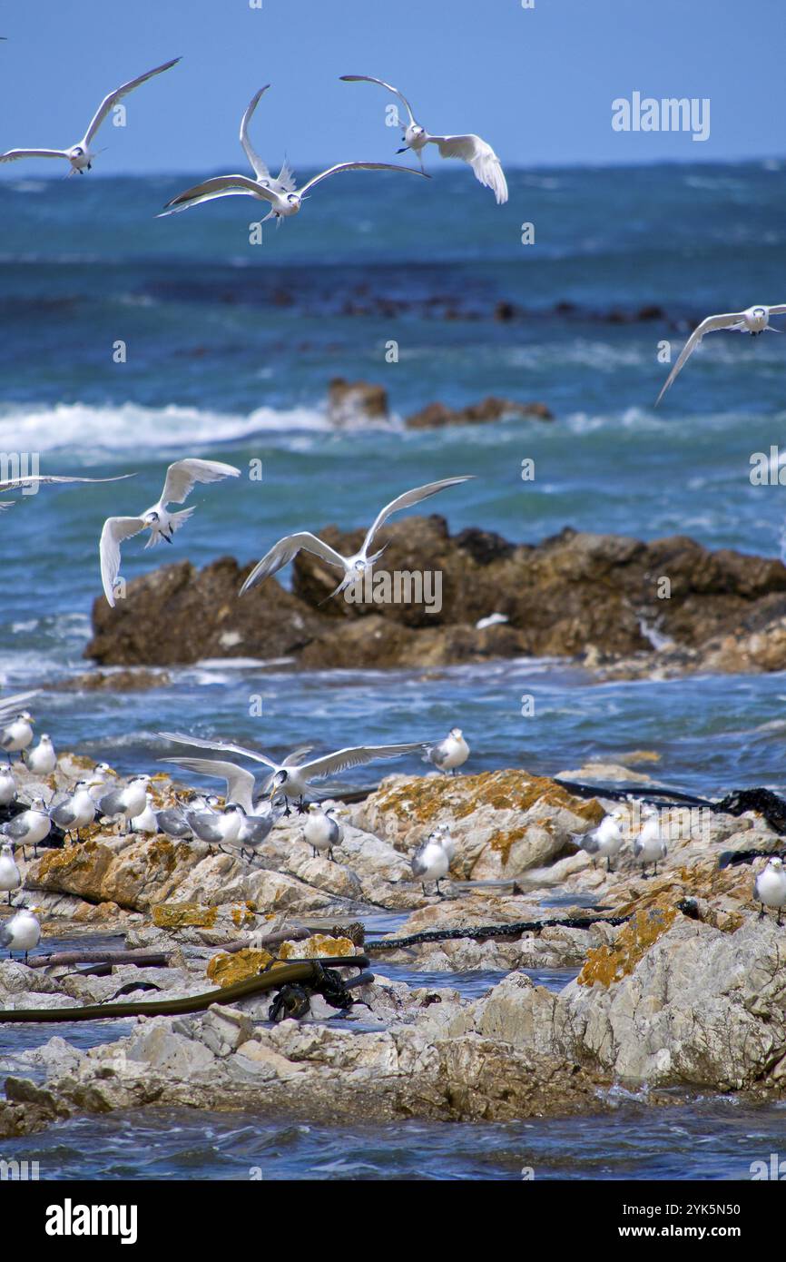 Grande Sterne de Crested, Thalasseus bergii, Réserve naturelle de Walker Bay, Gansbaai, Cap occidental, Océan Atlantique, Afrique du Sud, Afrique Banque D'Images