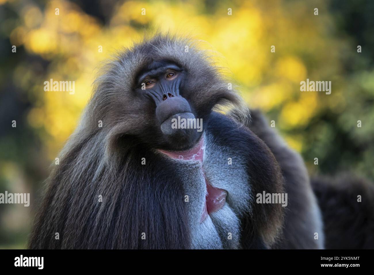 Mâle alpha de babouin Gelada, Theropithecus gelada, beau primate moulu. Singe montre de grosses dents Banque D'Images