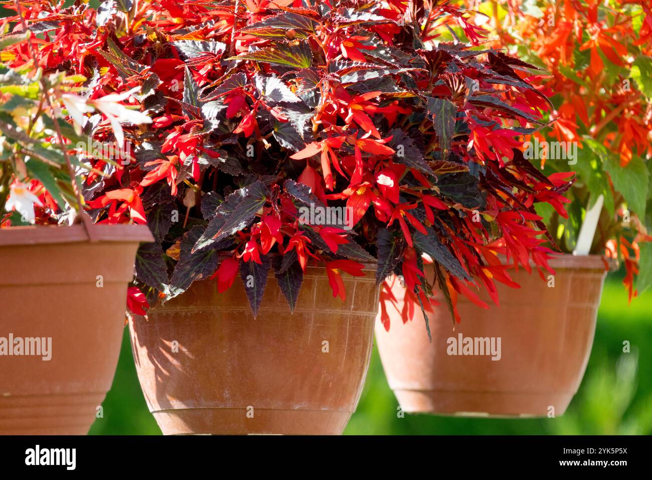 Rouge Begonia boliviensis 'Bonfire' Begonias rouge dans des pots suspendus paniers Banque D'Images