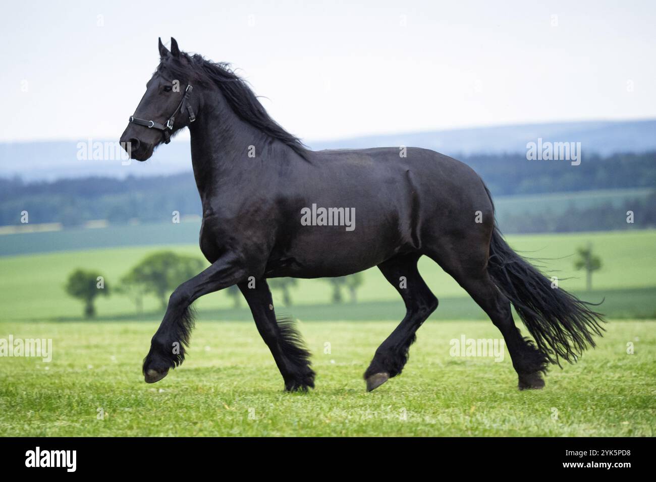 Course galloop noir cheval de Frise Banque D'Images