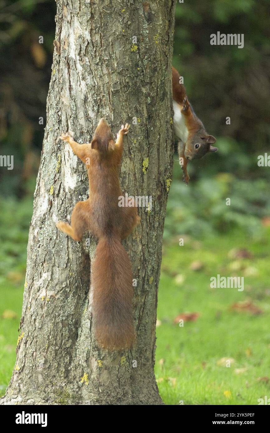 Écureuil deux animaux suspendus sur un tronc d'arbre regardant de haut en bas par derrière Banque D'Images