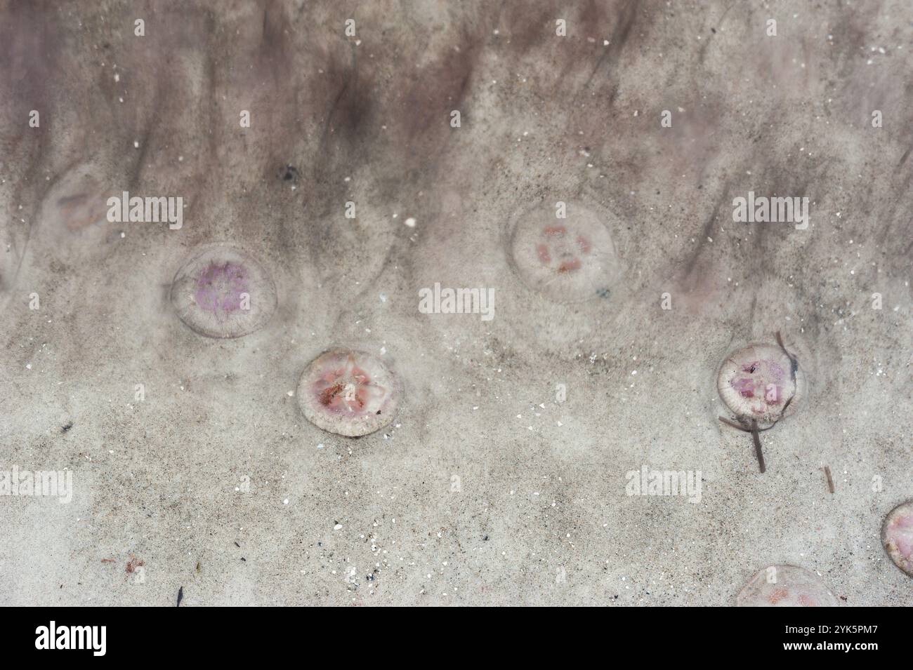 Méduses lunaires (Aurelia aurita), méduses mortes sont échouées sur la plage, mer Baltique, Darss, Allemagne, Europe Banque D'Images