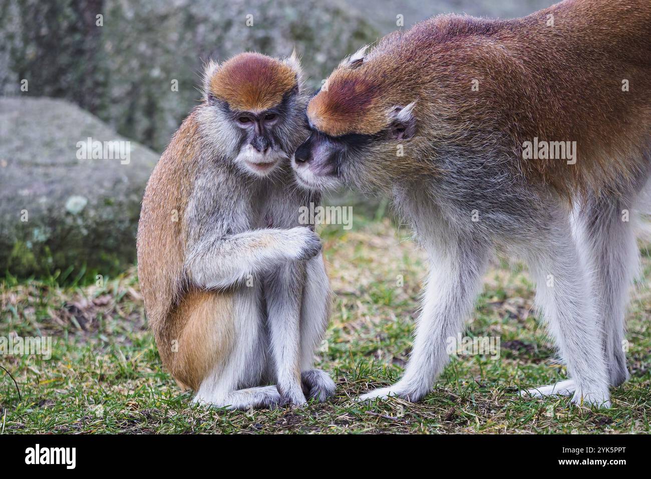 Singe Rouge Patas singes Banque de photographies et d’images à haute résolution - Alamy