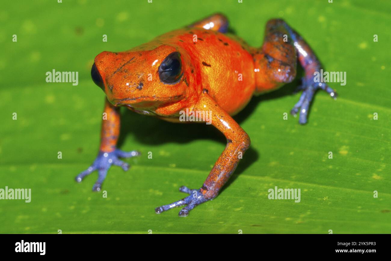 Dart Poison Frog, Blue Jeans, Oophaga pumilio, Dendrobates pumilio, Tropical Rainforest, Boca Tapada, province d'Alajuela, Costa Rica, Amérique, centrale Banque D'Images