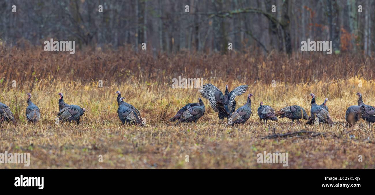 Troupeau de dindes tom se nourrissant un jour humide d'automne dans le nord du Wisconsin. Banque D'Images