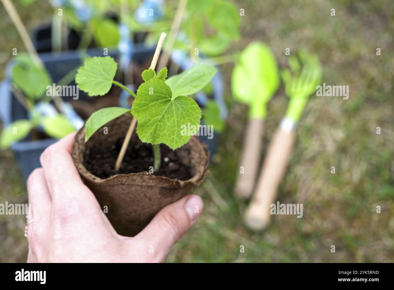 Semis de courgettes dans des verres de tourbe pour la plantation sur un lit de jardin au printemps Banque D'Images