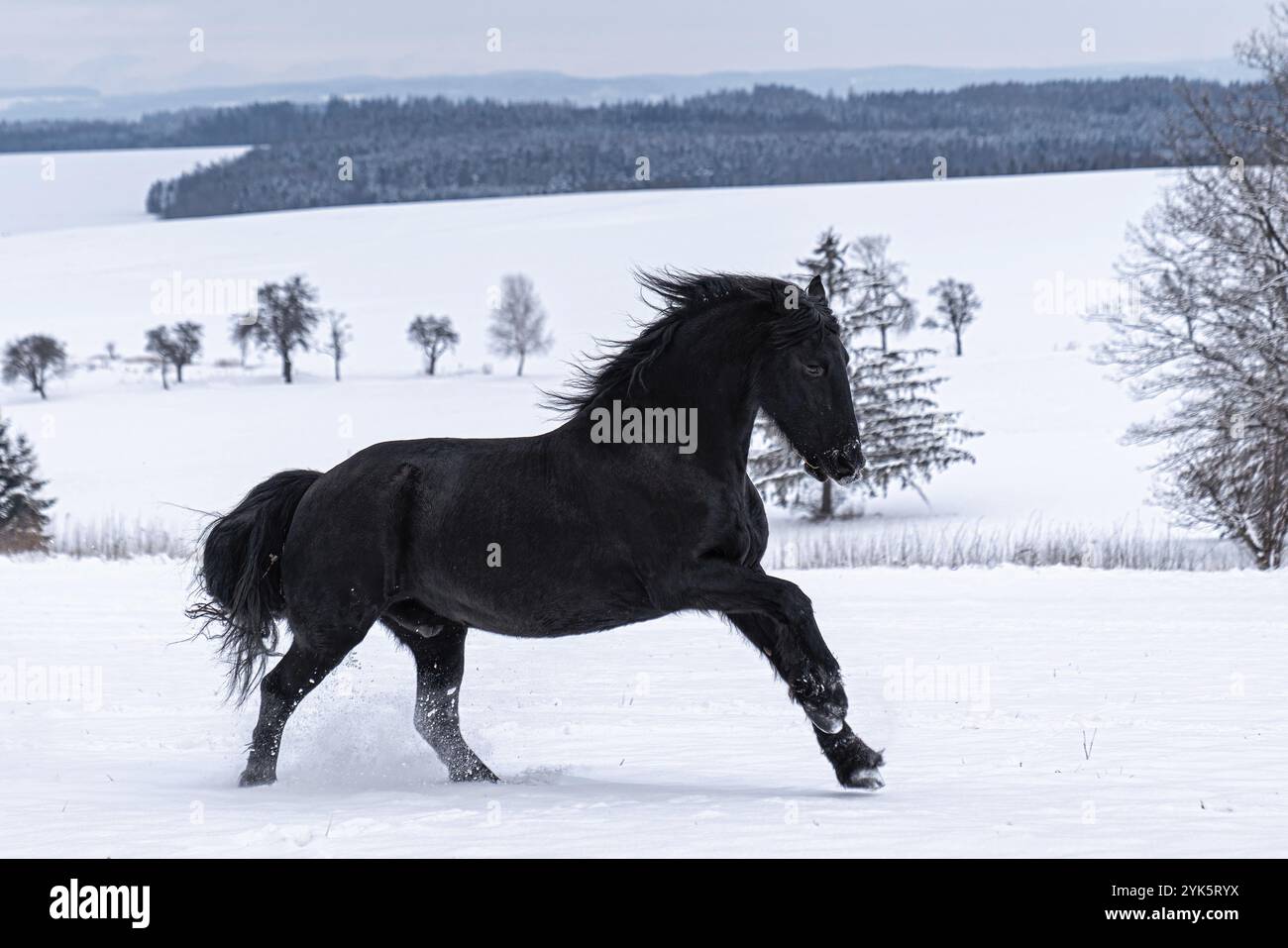 Étalon frisien courant dans le champ d'hiver. Le cheval noir frison galop en hiver Banque D'Images