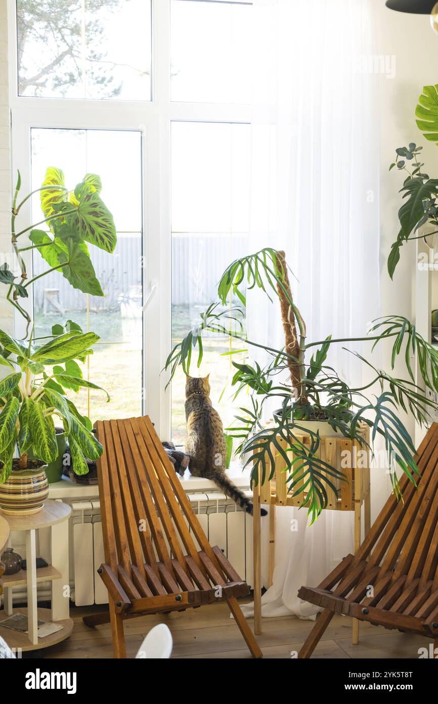 Plantes tropicales d'intérieur dans la chambre intérieure loft blanc dans la maison de campagne, meubles en bois, bois de chauffage pour cheminée à la lumière du soleil. Culture de plantes d'intérieur et Banque D'Images
