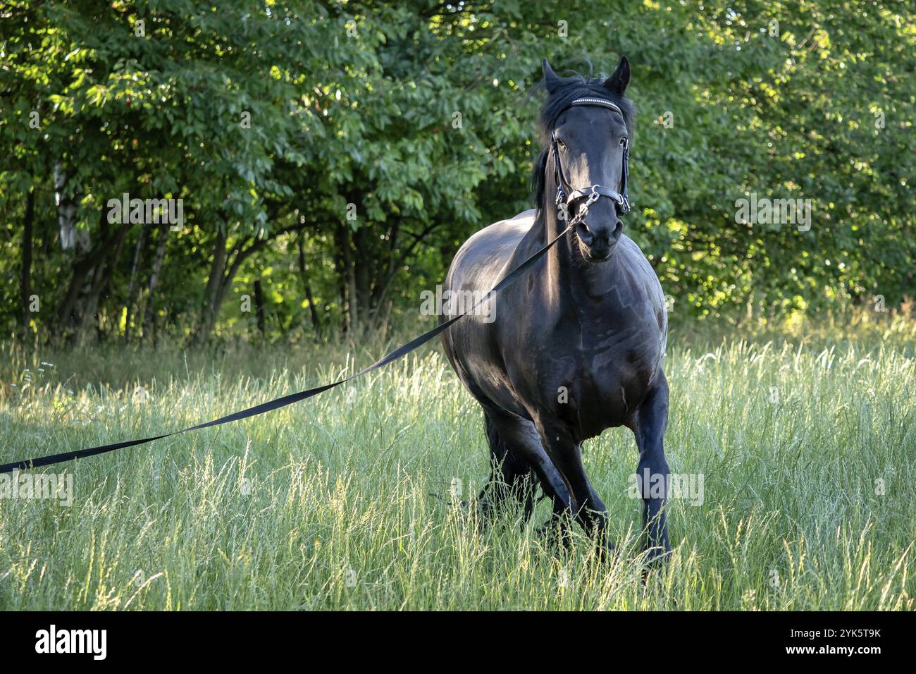 Le cheval noir frison galop dans l'herbe. Cheval frison courant sur le licol. Race rare de chevaux Banque D'Images