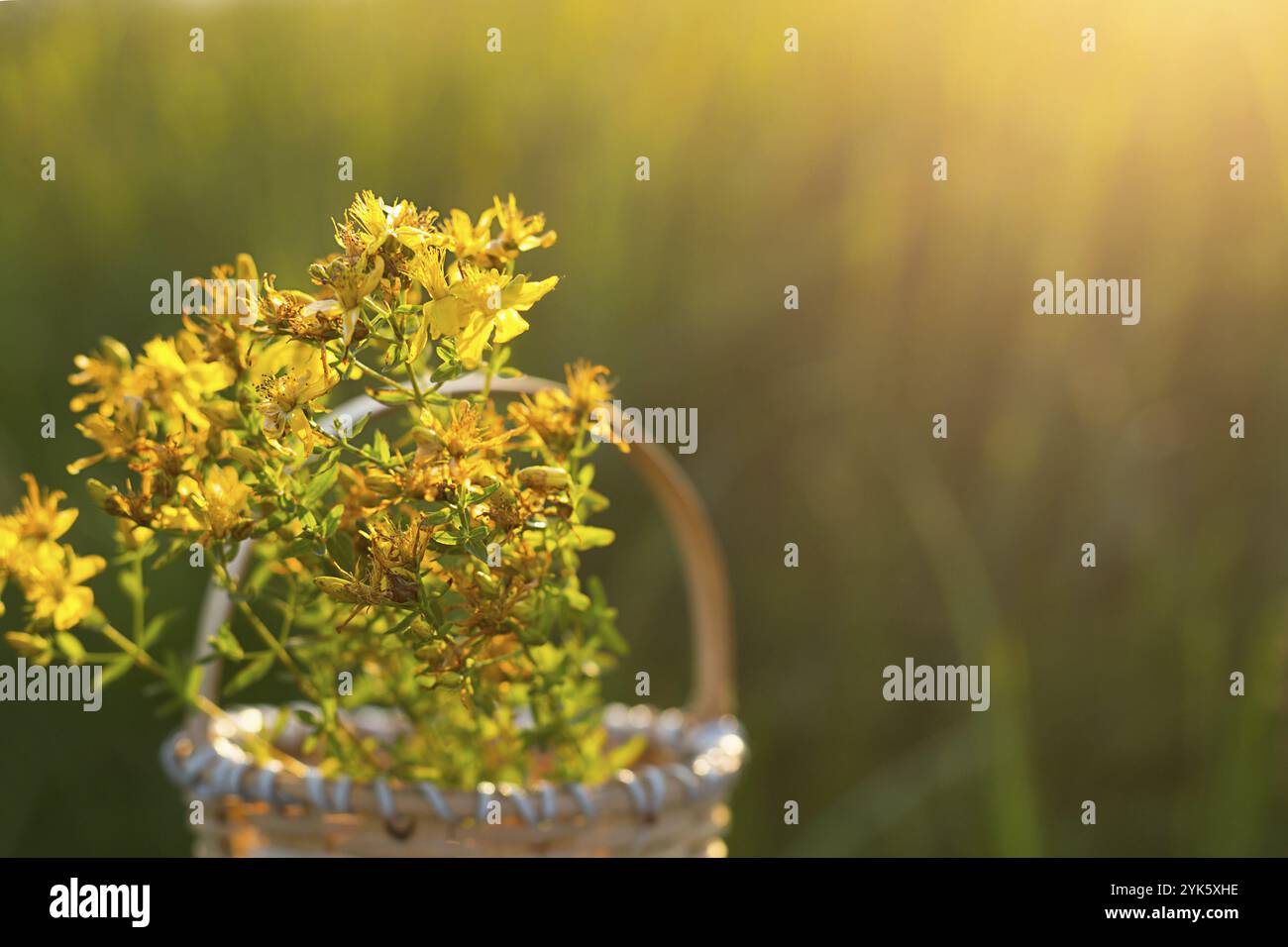 Bouquet de millepertuis dans le panier sur fond d'herbe dans un sunbeam. Herbes médicinales, collecte de thé, médecine alternative. Heure d'été Banque D'Images