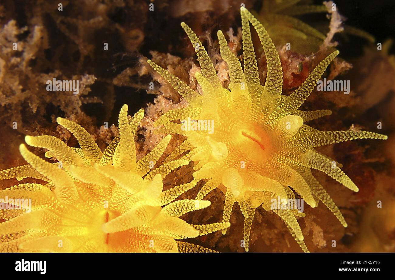 Anemone, étoile de la mer Méditerranée, Echinaster seposituus, Parc régional de Cabo cope Puntas del Calnegre, Mer Méditerranée, Murcie, Espagne, E Banque D'Images