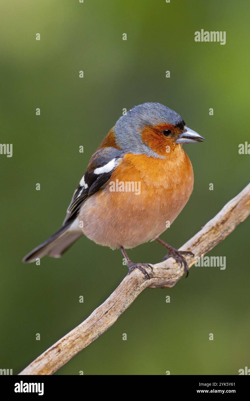 Chaffinch, Fringilla coelebs, Mediterranean Forest, Castilla y Leon, Espagne, Europe Banque D'Images