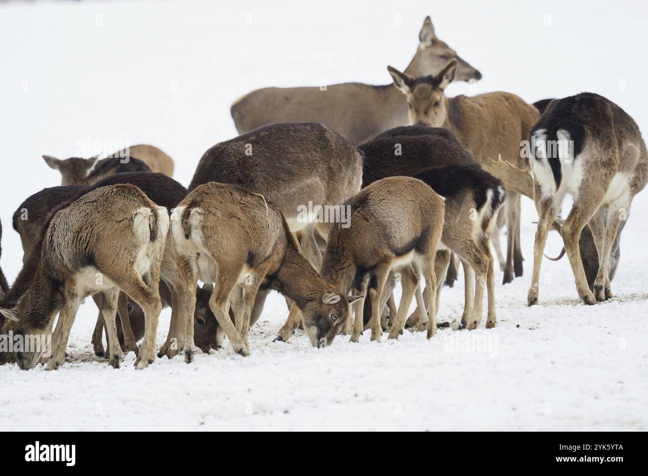 Un grand troupeau de cerfs rouges européens, de cerfs en jachère et de mouflon européen sur la plate-forme d'alimentation en hiver Banque D'Images
