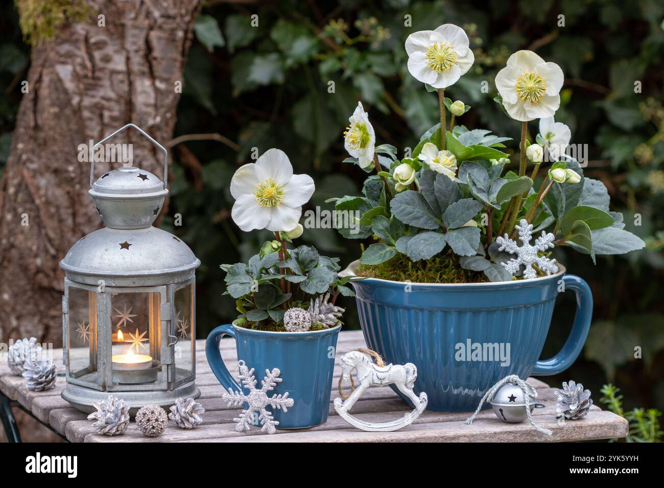 arrangement de jardin de noël avec helleborus niger dans des pots en porcelaine et lanterne vintage Banque D'Images