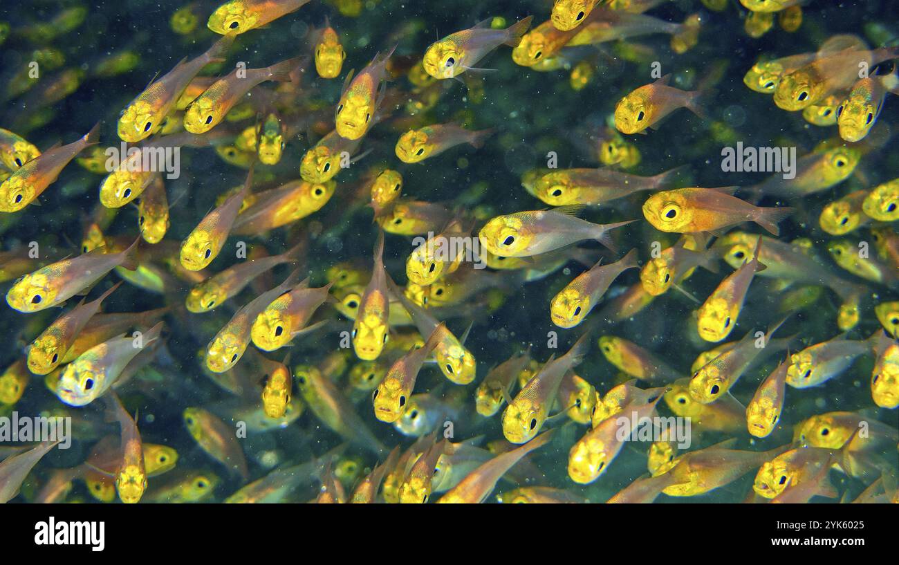 Pygmy Sweeper, Parapriacanthus randonneti, Coral Reef, Felidhe Atoll, Maldives, Océan Indien, Asie Banque D'Images