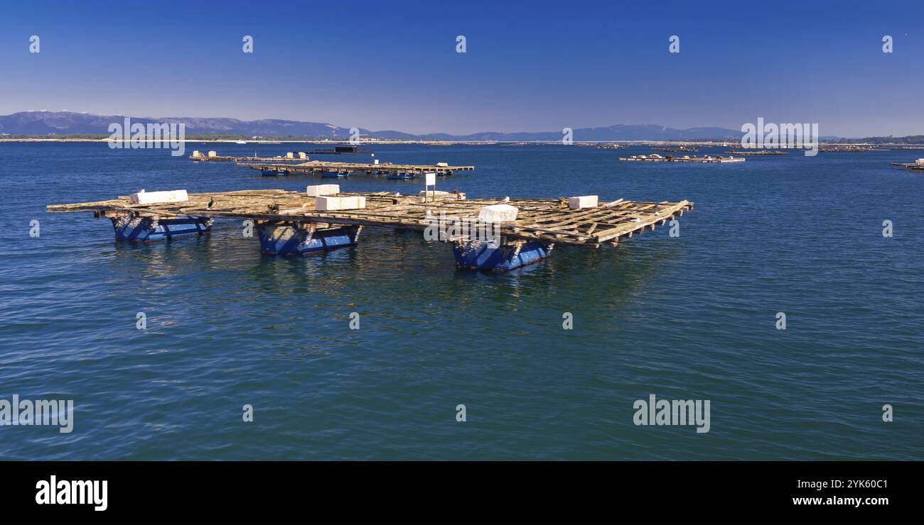 Rafts aquacoles de moules Batea, plate-forme maritime de culture de moules, fermes de moules de Batea, Ria de Arousa, estuaire d'Arousa, Pontevedra, Galice, Espagne, Europe Banque D'Images