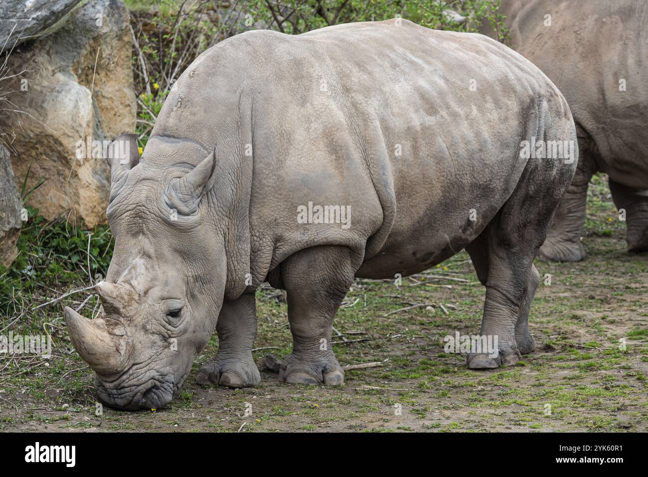Rhinocéros blanc austral (Ceratotherium simum simum). Espèces animales en danger critique d'extinction Banque D'Images Rhinocéros blanc austral (Ceratotherium simum simum). Espèces animales en danger critique d'extinction Banque D'Images