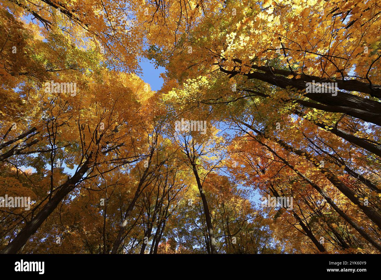 Nature, forêt automnale, vue d'en bas sur la cime des arbres, Province de Québec, Canada, Amérique du Nord Banque D'Images