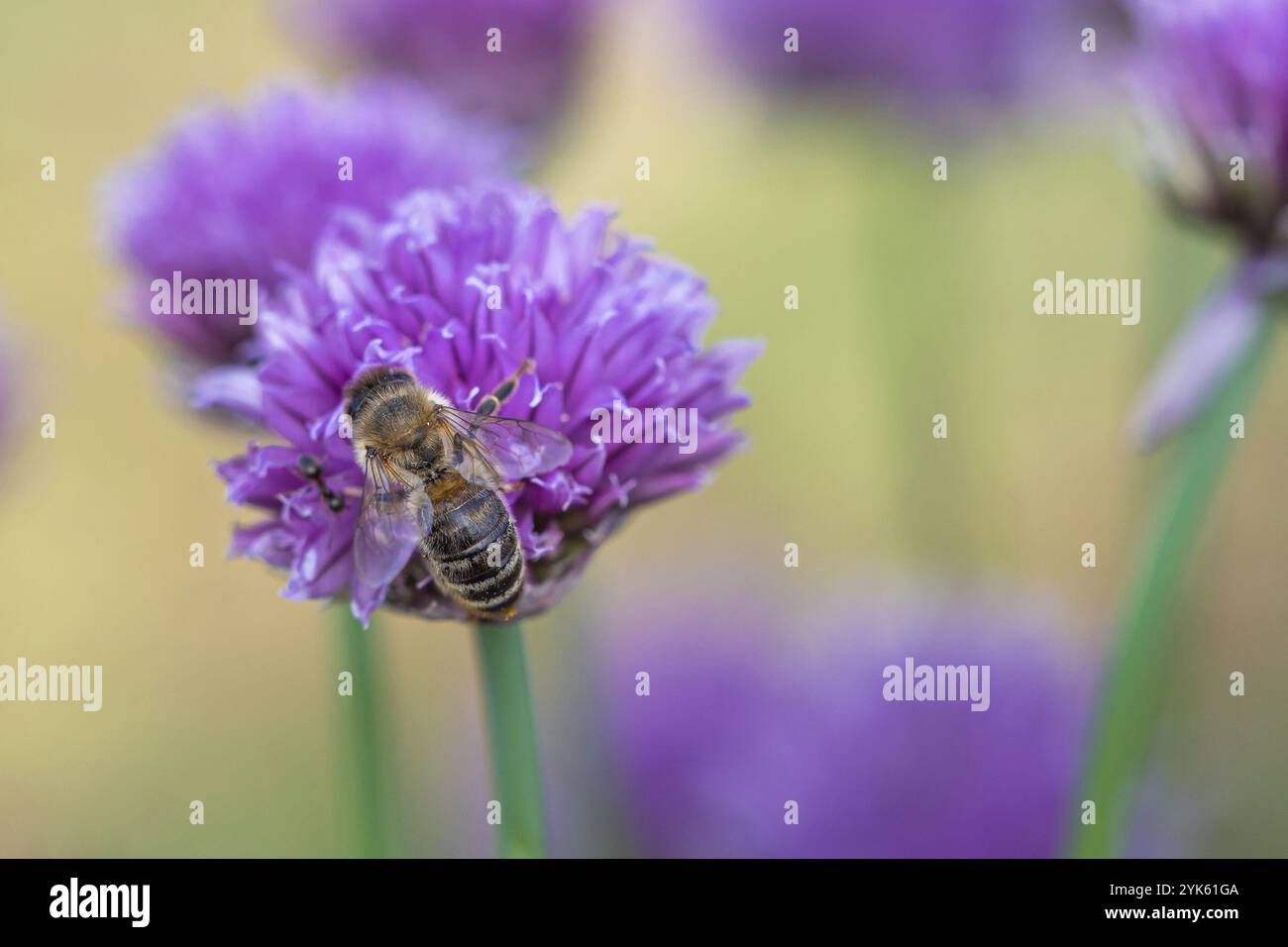 Abeille à miel recueillant le nectar de la fleur de ciboulette. La ciboulette est une herbe couramment utilisée à des fins culinaires Banque D'Images