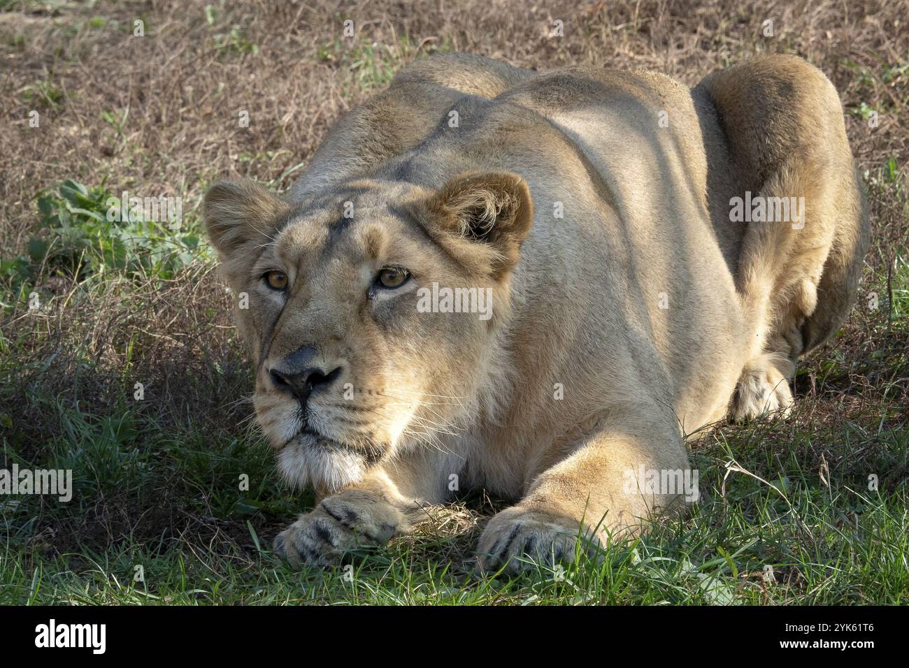 Lionne asiatique (Panthera leo persica) Une espèce en danger critique d'extinction Banque D'Images