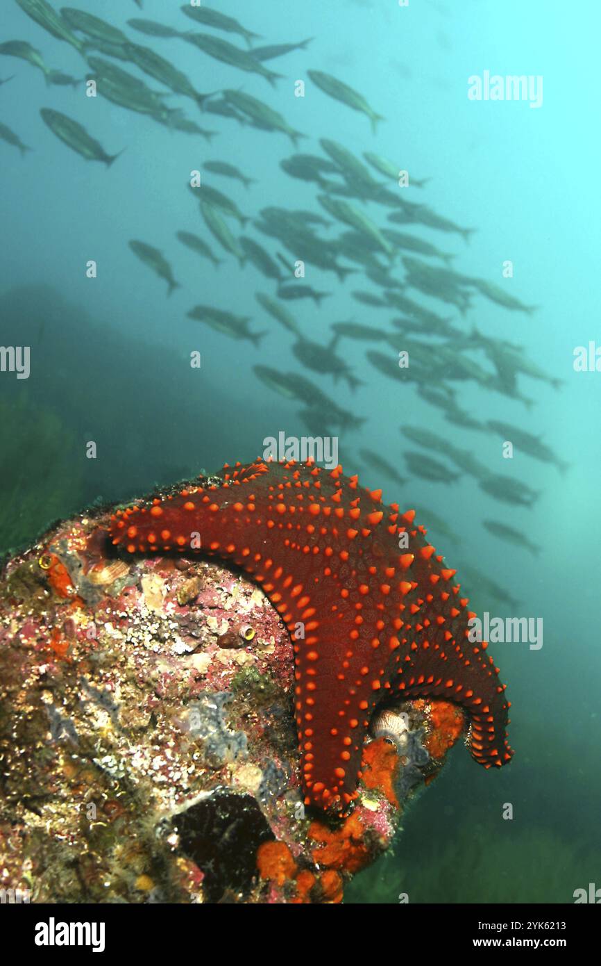 Sea Star, Starfish, Parc national des Galapagos, site du patrimoine mondial de l'UNESCO, îles Galapagos, Océan Pacifique, Equateur, Amérique, Amérique du Sud Banque D'Images