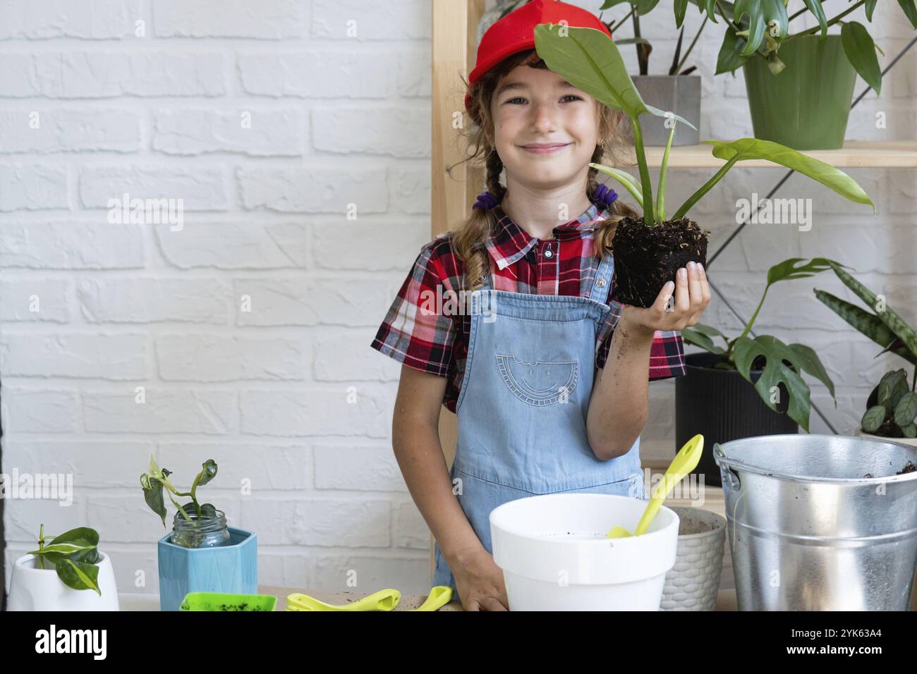 La fille transplante un philodendron de maison en pot dans un nouveau sol avec drainage. Soin des plantes en pot, arrosage, fertilisation, saupoudrer à la main le mélange W Banque D'Images