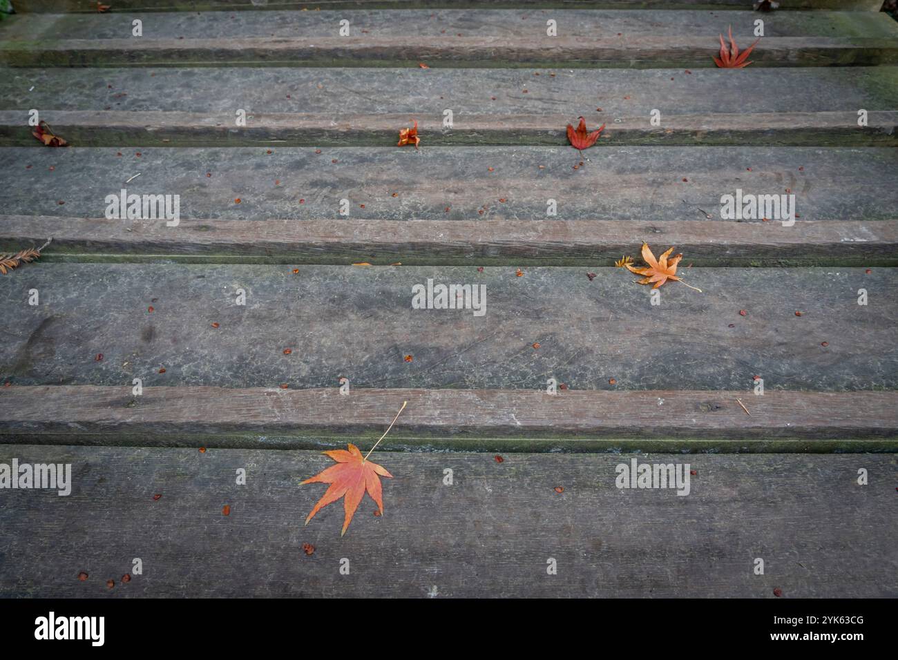 Le jardin d'Albert Kahn. Vue des feuilles d'érable rouge sur le sol en automne Banque D'Images