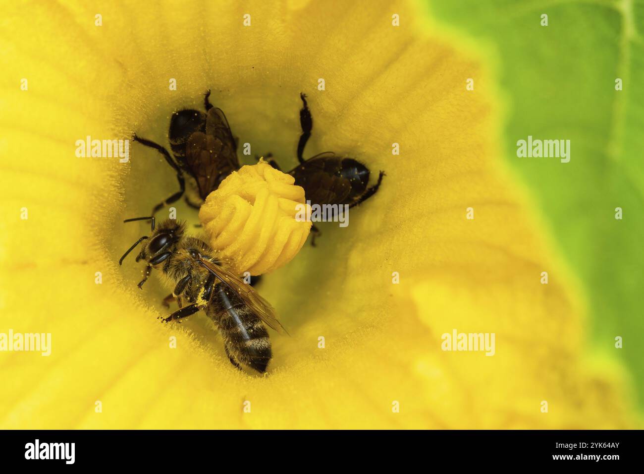 Les abeilles collectent le pollen dans une fleur de courgettes Banque D'Images