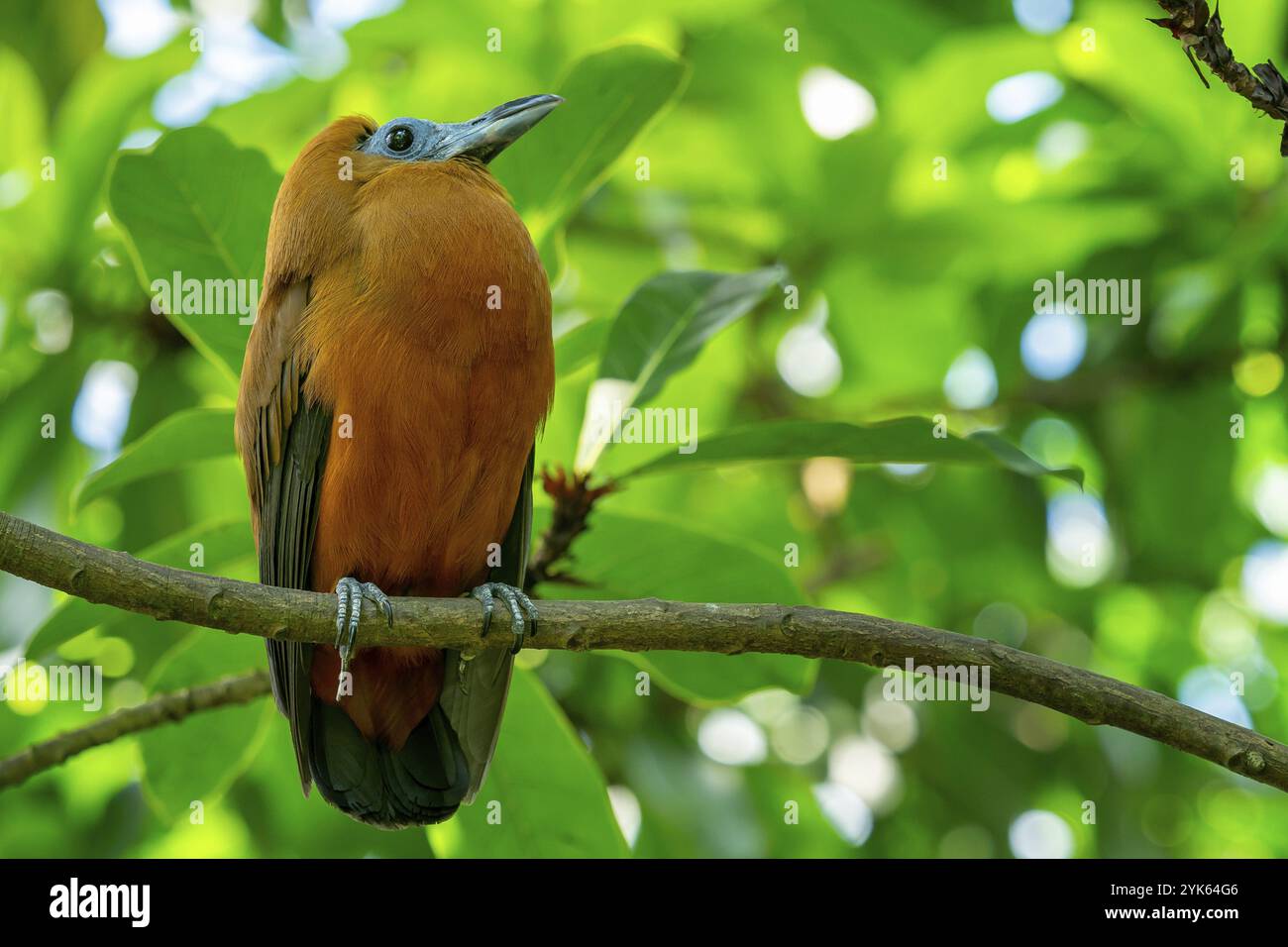 Oiseau tropical capucinbird ou veaux, Perissocephalus tricolor dans la forêt tropicale Banque D'Images