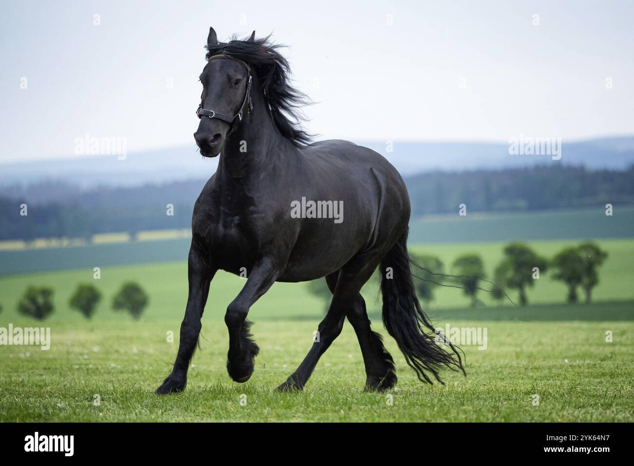 Course galloop noir cheval de Frise Banque D'Images