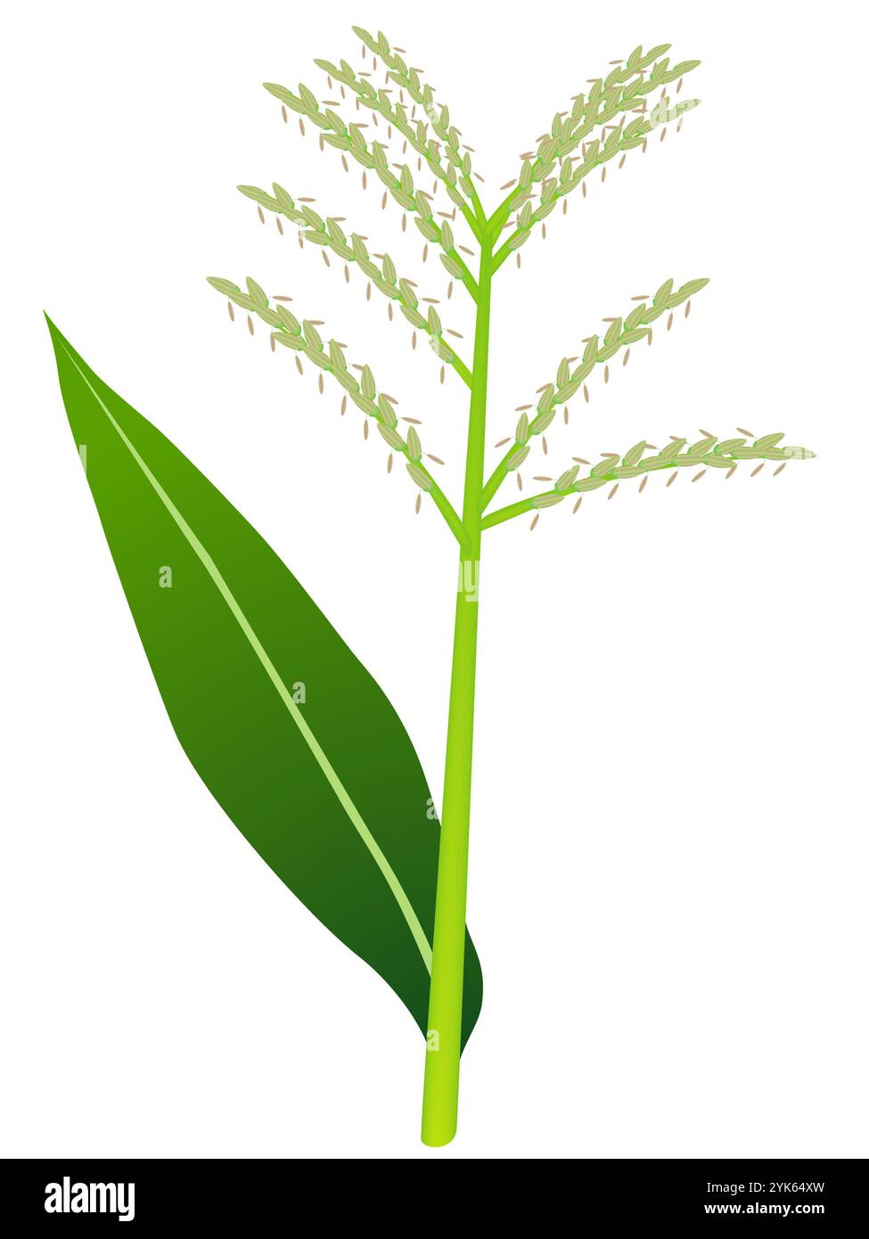 Pompons de maïs. Illustration de Vecteur
