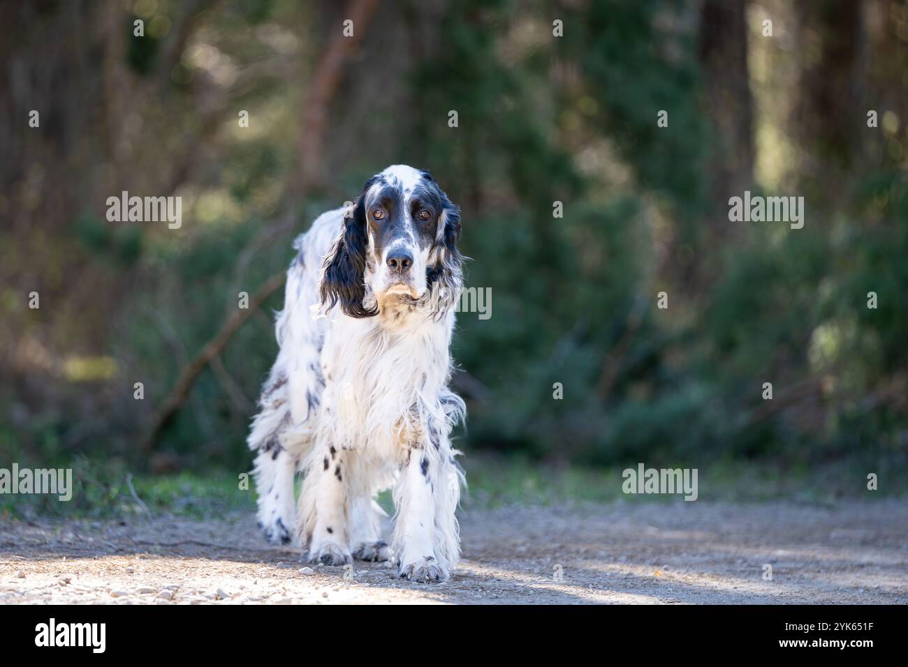 Setter anglais de race pure dans les bois. Noir et blanc (bleu belton) setter anglais est debout devant un fond de bosquets. Banque D'Images
