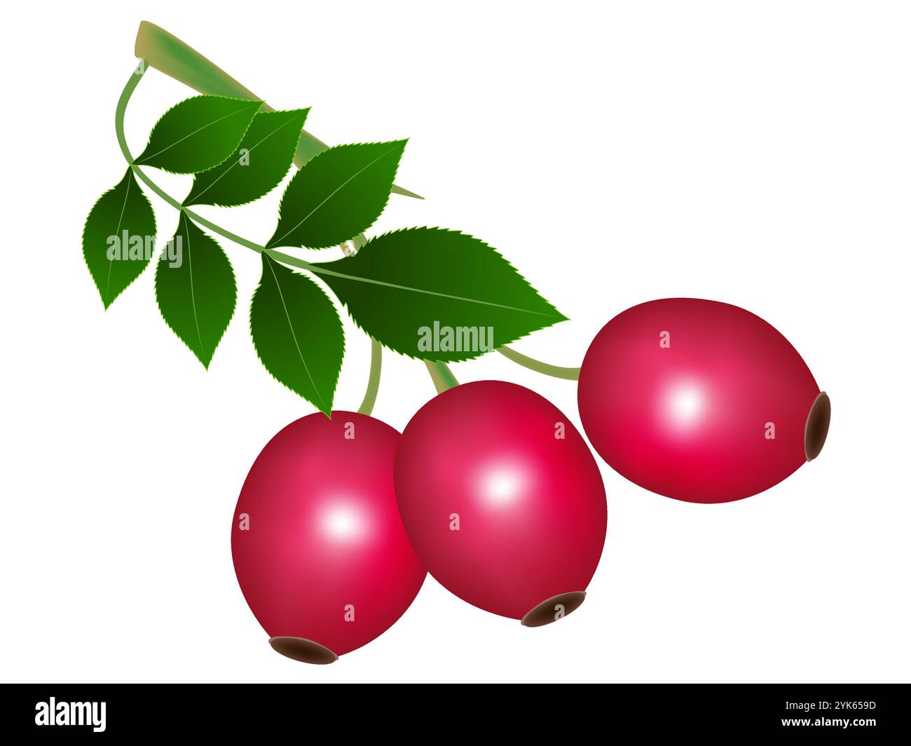 Une branche de hanches roses sauvages. Illustration de Vecteur