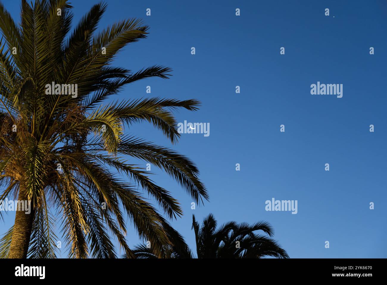 Palmiers tropicaux sur fond de ciel nocturne avec la lune et l'étoile dans le sud de la France. Banque D'Images