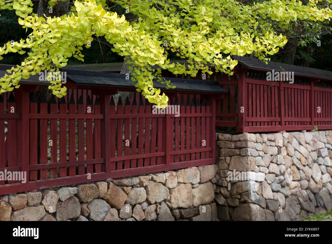 Un ginkgo pend au-dessus d'une clôture en bois peint au sommet d'un mur de pierre au célèbre sanctuaire Itsukushima Jinja Shinto sur l'île de Miyajima à Hiroshima, au Japon. Banque D'Images