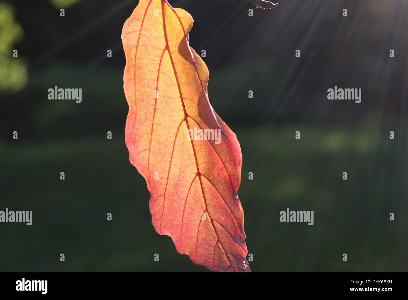 Photo d'une feuille un jour d'automne ensoleillé à l'Abbaye d'Anglesey. Banque D'Images