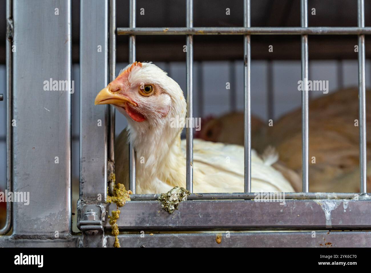Gros plan de poulets dans des cages dans une grande installation de ferme industrielle également connue sous le nom d'opérations concentrées d'alimentation animale ou CAFO. Banque D'Images