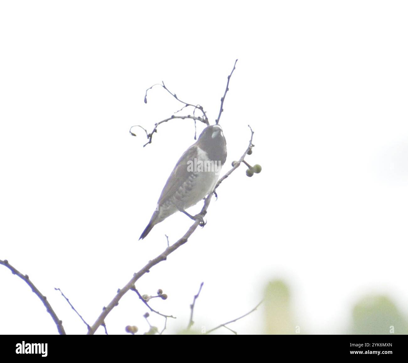 Mannikin en bronze (Spermestes cucullata) Banque D'Images