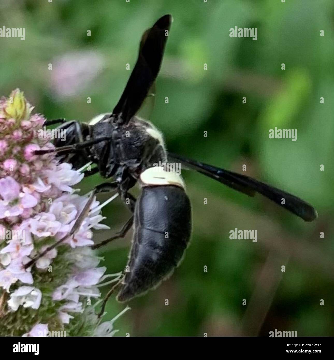 Guêpe de maçon à quatre dents (Monobia quadridens) Banque D'Images