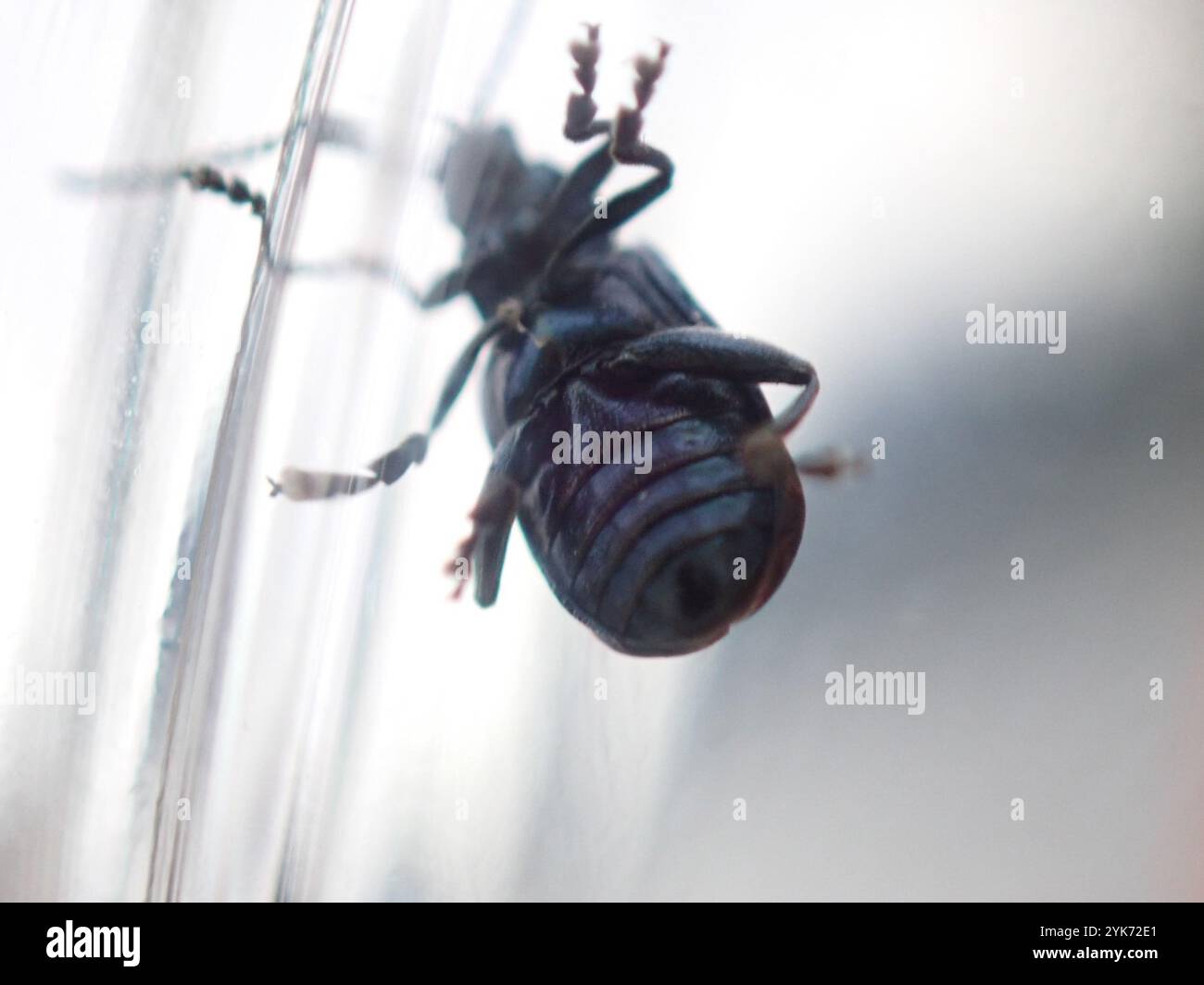 Alder Flea Beetle (Altica ambiens) Banque D'Images