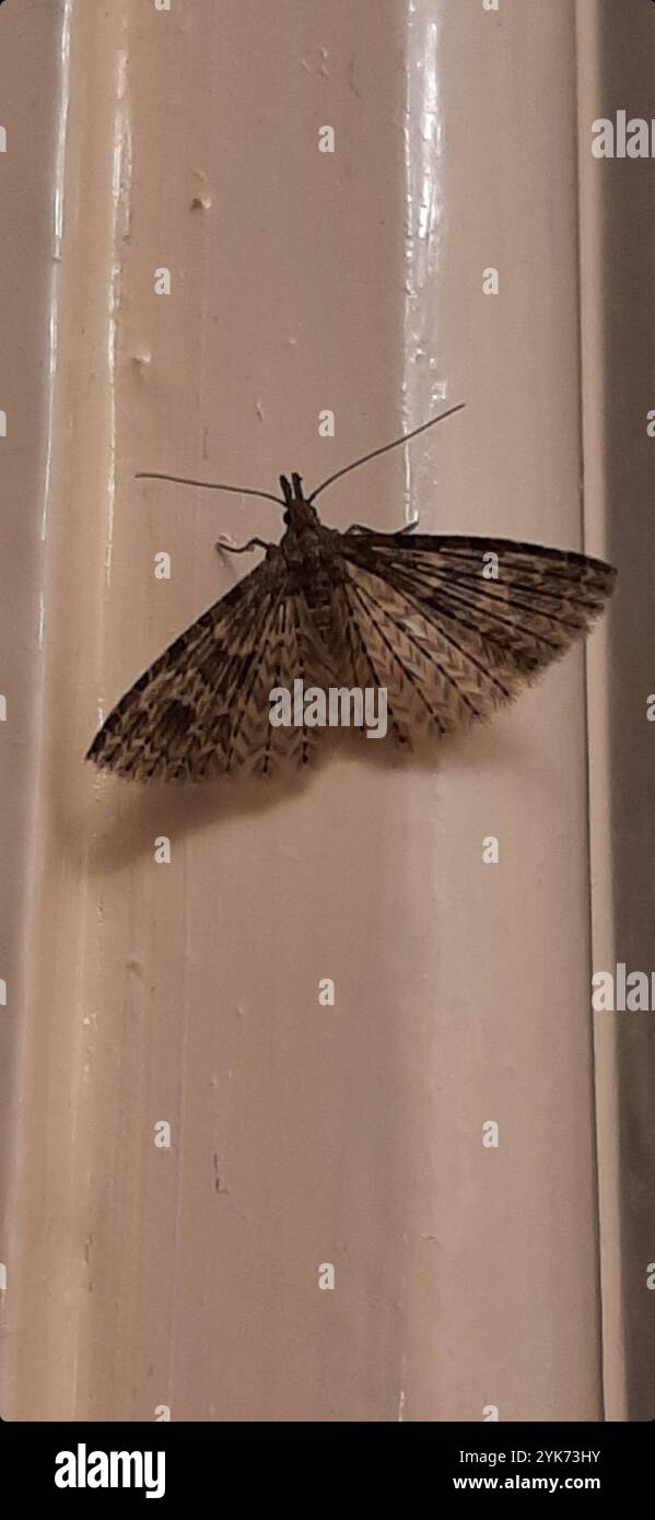 Vingt-plume Moth (Alucita hexadactyla) Banque D'Images