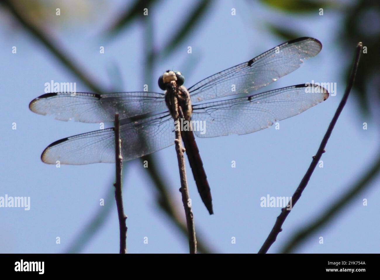 Chasseurs et King Skimmers (Libellula) Banque D'Images